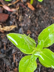 Tettigonia viridissima