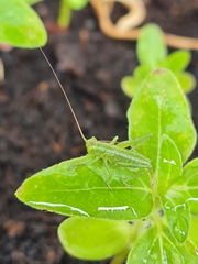 Tettigonia viridissima
