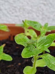 Tettigonia viridissima