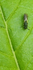 Hylaeus communis
