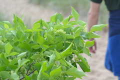 Ptelea trifoliata mollis
