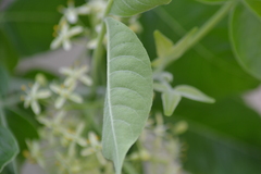 Ptelea trifoliata mollis