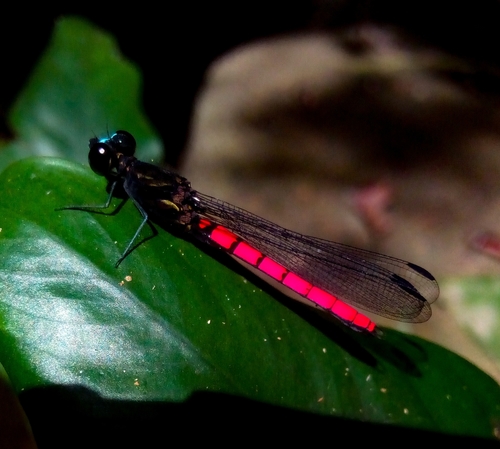 Blue-fronted Jewel