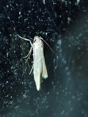 Blastobasis maroccanella