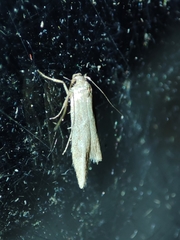 Blastobasis maroccanella