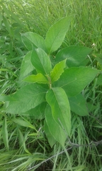 Triosteum aurantiacum