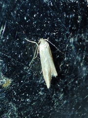 Blastobasis maroccanella