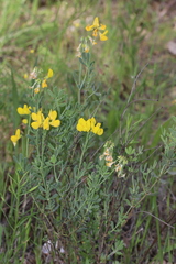Coronilla minima lotoides