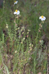 Helianthemum viscarium