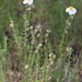 Helianthemum viscarium - Photo (c) jlcanovas, algunos derechos reservados (CC BY-NC)