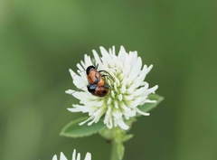 Cryptocephalus bipunctatus
