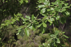 Quercus canariensis