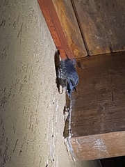 Cormobates leucophaea