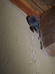 Cormobates leucophaea