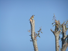 Pitangus sulphuratus