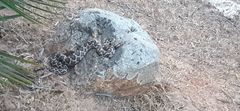 Daboia mauritanica