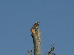 Pitangus sulphuratus