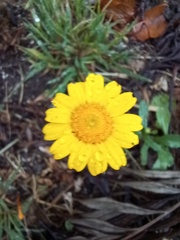 Coleostephus myconis