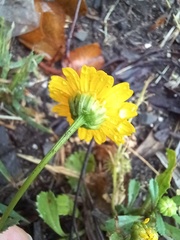 Coleostephus myconis