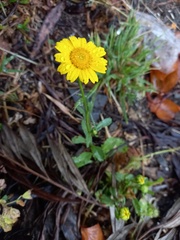 Coleostephus myconis