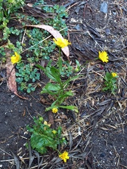 Coleostephus myconis