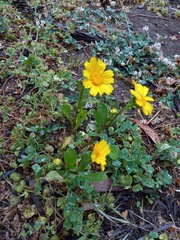 Coleostephus myconis