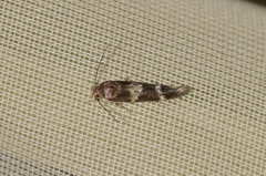 Mompha subbistrigella