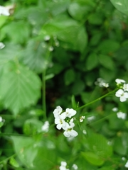 Arabidopsis halleri