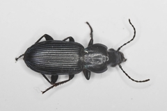 Poecilus puncticollis
