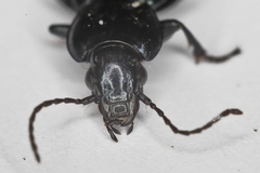 Poecilus puncticollis