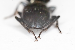 Poecilus puncticollis