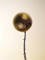 Collaria arcyrionema