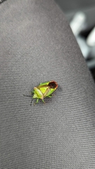 Acanthosoma haemorrhoidale