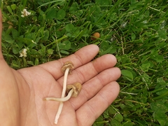 Panaeolus fimicola