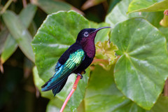 Purple-Throated Carib photo 2