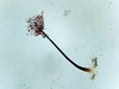 Collaria arcyrionema