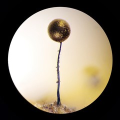 Collaria arcyrionema