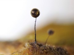 Collaria arcyrionema