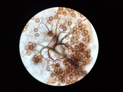 Collaria arcyrionema