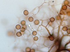 Collaria arcyrionema