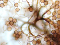 Collaria arcyrionema