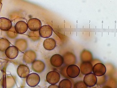 Collaria arcyrionema