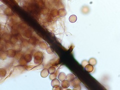 Collaria arcyrionema