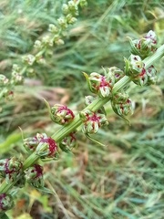 Beta vulgaris