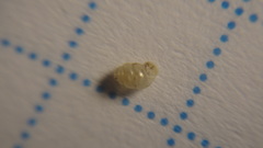 Vertigo pygmaea