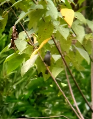 Rubigula cyaniventris