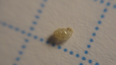 Vertigo pygmaea