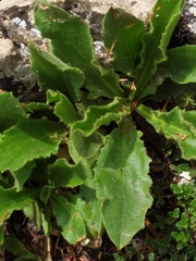 Hieracium amplexicaule