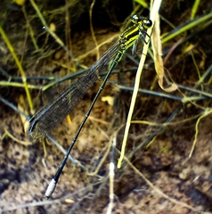 Pseudagrion melanicterum
