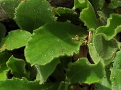 Hieracium amplexicaule